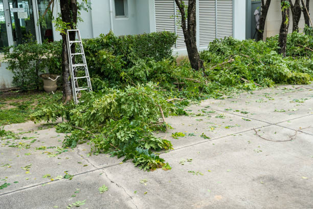 The Steps Involved in Our Tree Care Process in Highland, AR